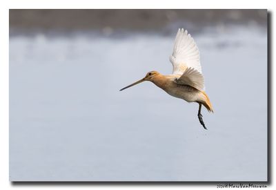 Watersnip - Snipe