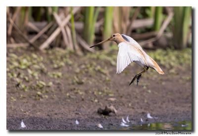 Watersnip - Snipe