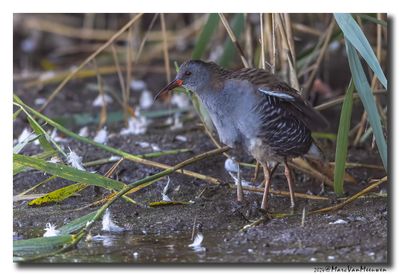 Waterral - Water Rail