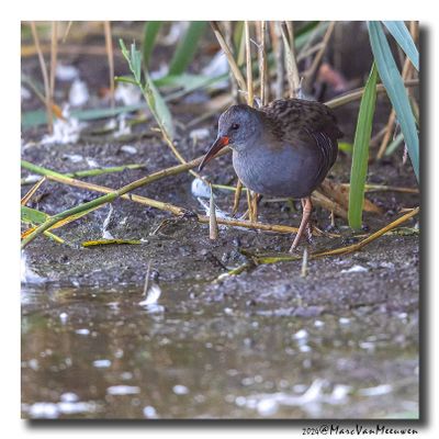 Waterral - Water Rail