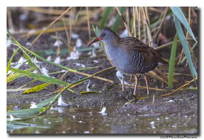 Waterral - Water Rail