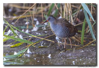 Waterral - Water Rail