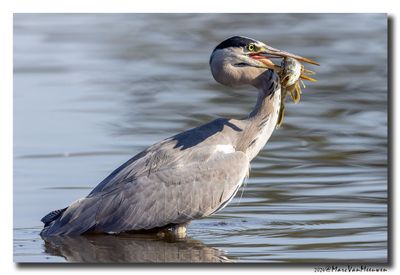 Blauwe Reiger - Grey Heron