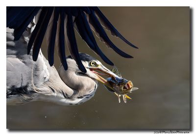 Blauwe Reiger - Grey Heron