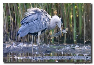 Blauwe Reiger - Grey Heron