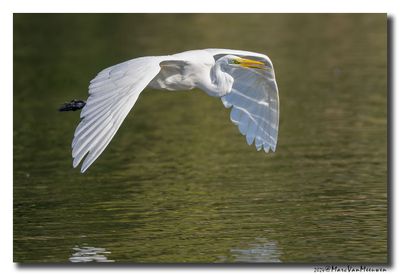 Grote Zilverreiger - Great Egret