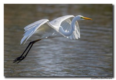 Grote Zilverreiger - Great Egret