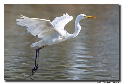 Grote Zilverreiger - Great Egret