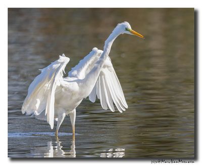 Grote Zilverreiger - Great Egret