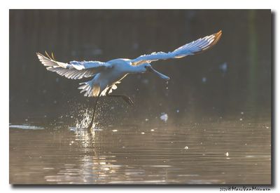Lepelaar - Spoonbill
