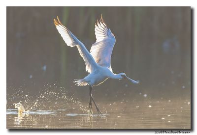 Lepelaar - Spoonbill