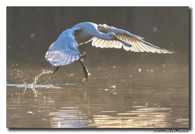 Lepelaar - Spoonbill