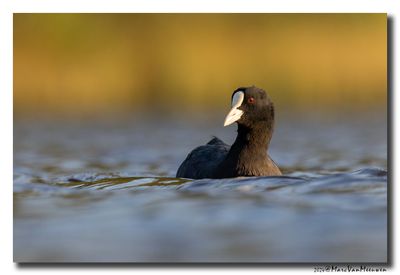Meerkoet - Coot