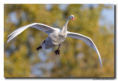 Knobbelzwaan - Mute Swan