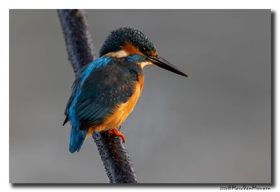 Ijsvogel - Kingfisher