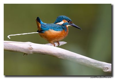 Ijsvogel - Kingfisher