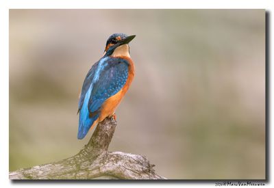 Ijsvogel - Kingfisher