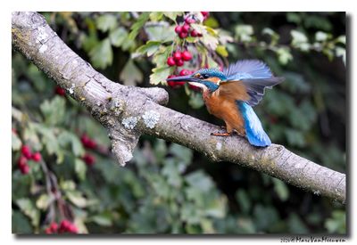 Ijsvogel - Kingfisher