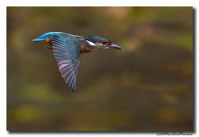 Ijsvogel - Kingfisher