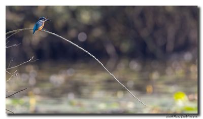 Ijsvogel - Kingfisher