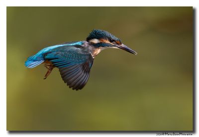 Ijsvogel - Kingfisher