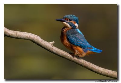 Ijsvogel - Kingfisher