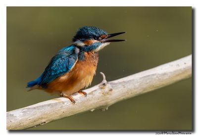 Ijsvogel - Kingfisher