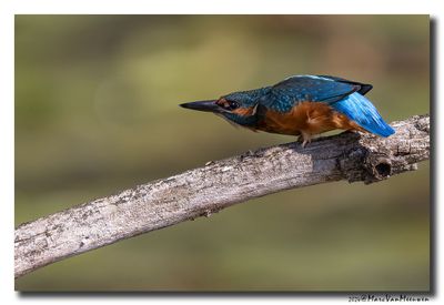 Ijsvogel - Kingfisher