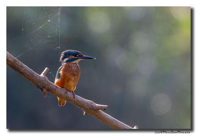 Ijsvogel - Kingfisher