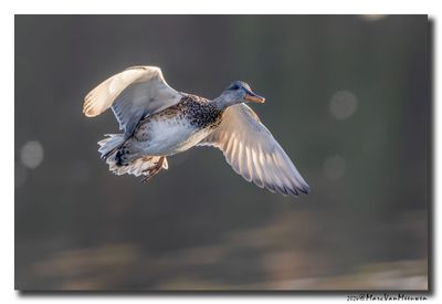 Krakeend - Gadwall
