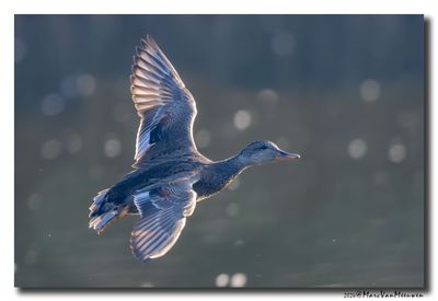 Krakeend - Gadwall