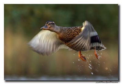 Wilde Eend - Mallard