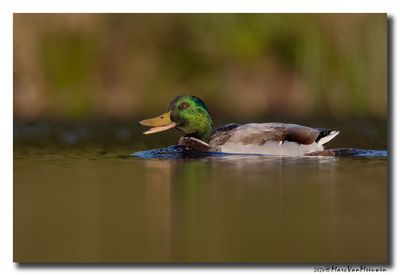 Wilde Eend - Mallard