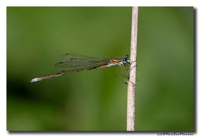 Juffers_Damselflies