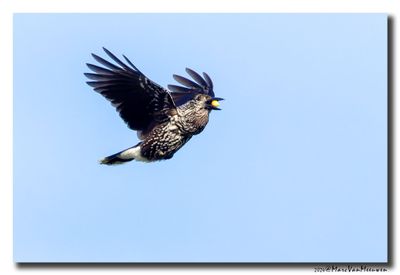 Notenkraker-Spotted Nutcracker