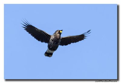Notenkraker-Spotted Nutcracker