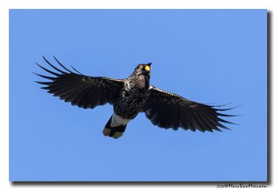 Notenkraker-Spotted Nutcracker