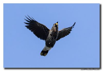 Notenkraker-Spotted Nutcracker