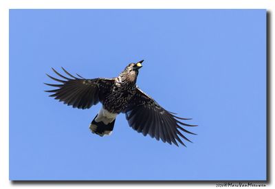 Notenkraker-Spotted Nutcracker