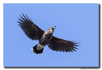 Notenkraker-Spotted Nutcracker