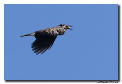 Notenkraker-Spotted Nutcracker