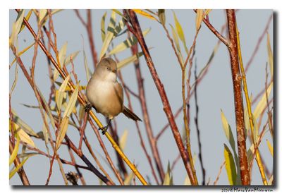 Baardman - Bearded Reedling