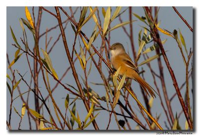 Baardman - Bearded Reedling