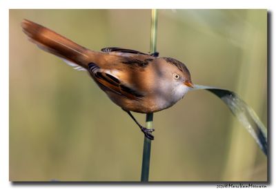 Baardman - Bearded Reedling
