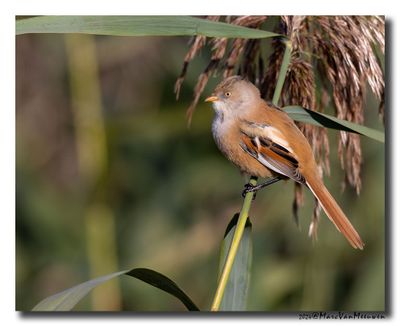 Baardman - Bearded Reedling