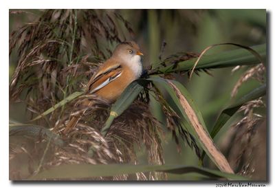Baardman - Bearded Reedling