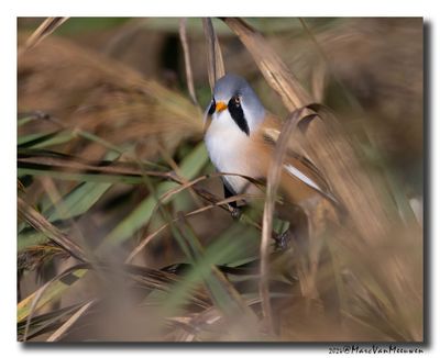 Baardman - Bearded Reedling
