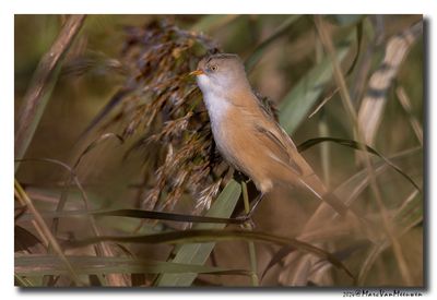 Baardman - Bearded Reedling