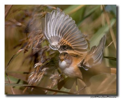Baardman - Bearded Reedling