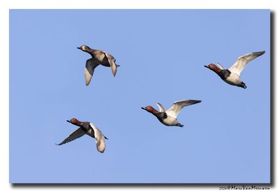 Tafeleend - Pochard